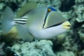 Saltwater aquarium fish: the Picasso Triggerfish