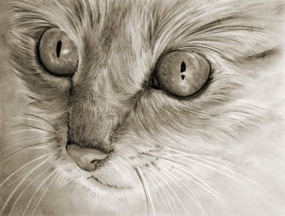 "Miss Mouse" is our neighborhood free spirit...seen here stalking a bird.