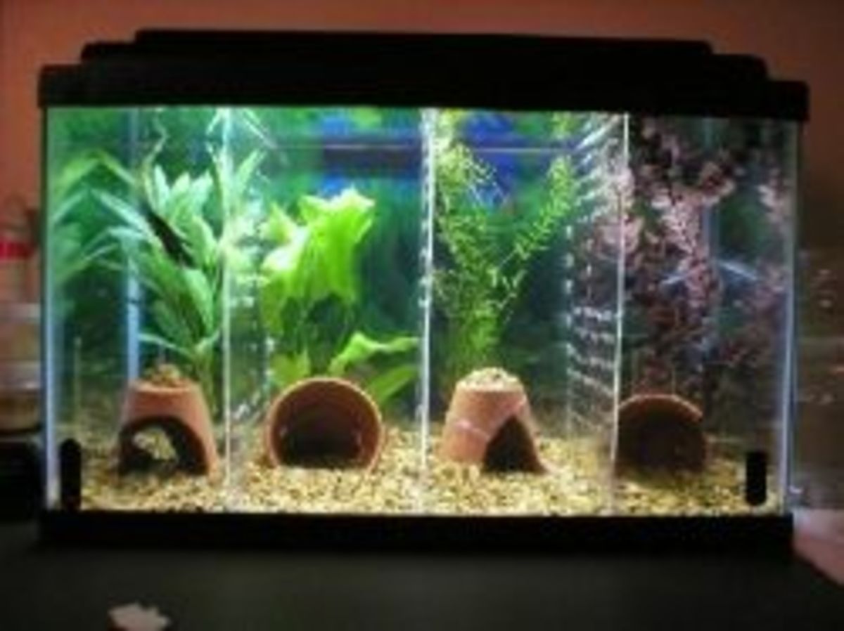divided betta tank for sale