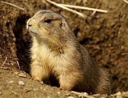 What S The Difference Between Gophers Groundhogs And Prairie Dogs