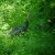 Wild Turkey Wild Turkey