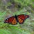 Viceroy Butterfly Viceroy Butterfly