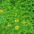 Black-eyed Susans Black-eyed Susans