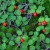 Partridgeberries Partridgeberries