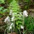 Indian Pipes Indian Pipes