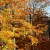 Foliage on Beech Tree Foliage on Beech Tree