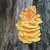 Sulphur Polypore Mushroom Sulphur Polypore Mushroom