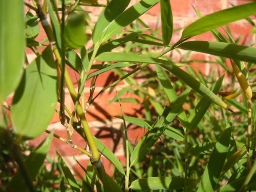 photo praying mantis green bamboo courtyard garden