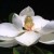 State Flower: Southern Magnolia (Photo by Steve Baskauf, US Forest Service)