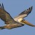 State Bird: Brown Pelican (Photo by Alan Wilson at naturespicsonline.com)