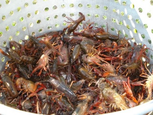 State Crustacean: Crawfish -  Louisiana is the crawfish capital of the world! They look like small lobsters. (Photo by Tboy1987, Wikipedia)