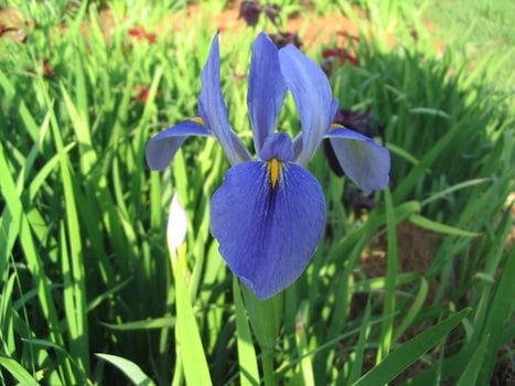 State Wildflower: Louisiana Iris - There are 5 native species but the Giant Blue Iris is the official wildflower. Irises grow in damp, marshy locations. (Photo by Rodney Barton, US Forest Service)