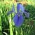 State Wildflower: Louisiana Iris - There are 5 native species but the Giant Blue Iris is the official wildflower. Irises grow in damp, marshy locations. (Photo by Rodney Barton, US Forest Service)