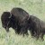 Kansas State Mammal: American Bison 