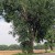 Kansas State Tree: Cottonwood (Photo courtesy of Kansas Historical Society)