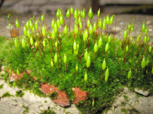 Moss can look like a forest in your Sensory Table.
