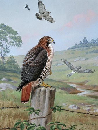Red-Tailed Hawk Sits on Fence, Kingbird Chases Hawk Near Marsh Hawk  - Available on Allposters