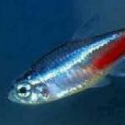 aquarium hero profile image