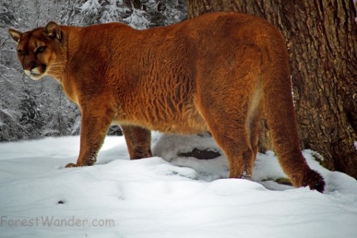 Cougar, Mountain Lion or Puma, Whichever name you call this big cat, the early settlers of Vermont did not appreciate them. Mountain Lions were killed off and no more big cats roamed the Vermont Woodlands until very recently.