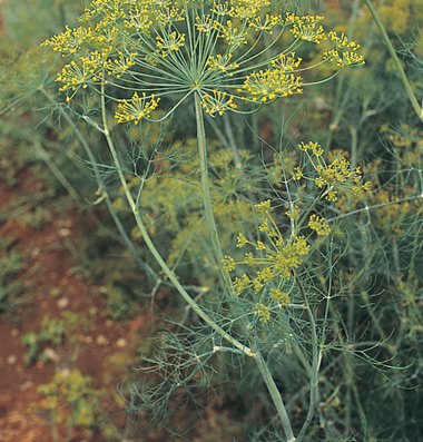 Plant some dill!