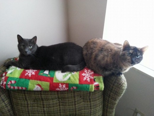 Cats are great for apartment living. Here are my feline furbabies Zaneeta and Ava.