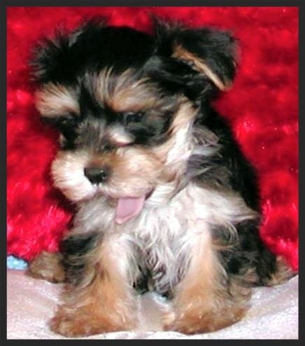 Classic Morkie Puppies | HubPages