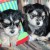 Morkie sister twins Morkie sister twins