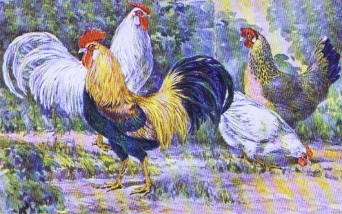 The greatest egg laying machine mother nature gave to the world -- The White and Brown Leghorn Chickens