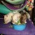 Jimi, Koko, and Lily Jimi, Koko, and Lily