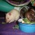 Jimi and Lily, and Rue Jimi and Lily, and Rue