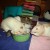 Jimi, Lily, Rue, and Piper Jimi, Lily, Rue, and Piper
