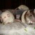 Koko and Lily Koko and Lily