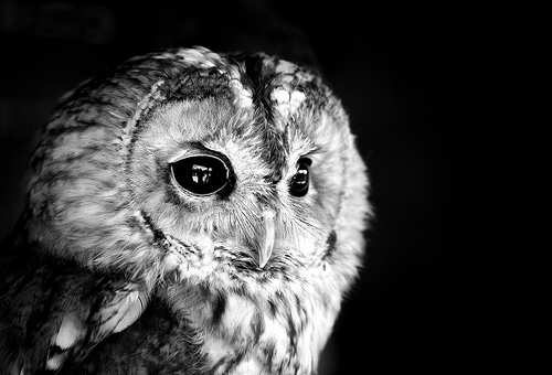 Owl in Black and White