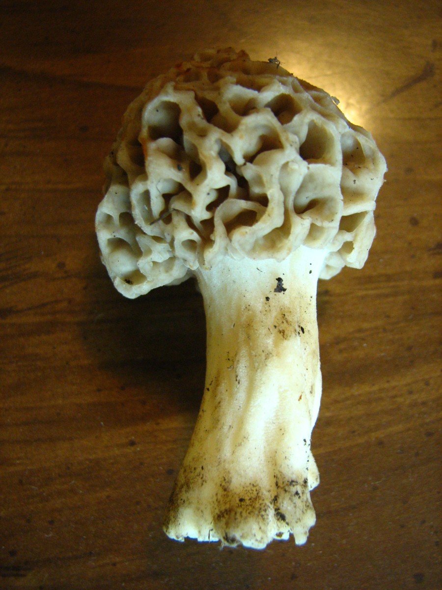 Culinary Jewels Of The Earth, Morel Mushrooms