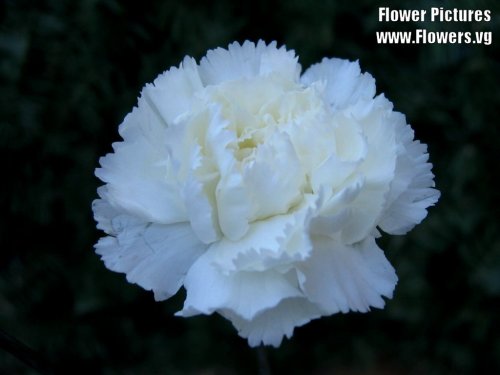 White carnation Anna Jarvis's prefered Mother's Day Gift