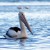 Pelicans are a regular sight at Rickett's Point Pelicans are a regular sight at Rickett's Point