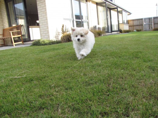 Fluffy running