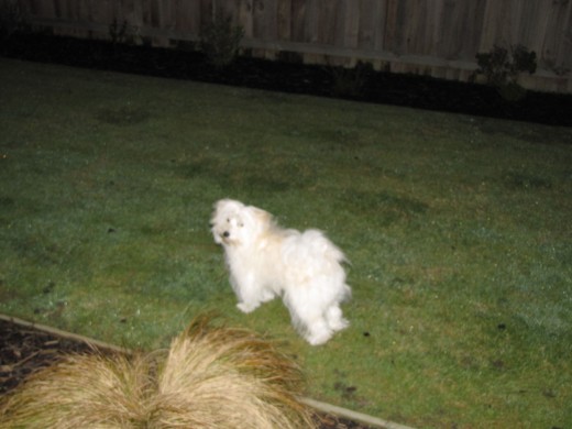 Fluffy outside