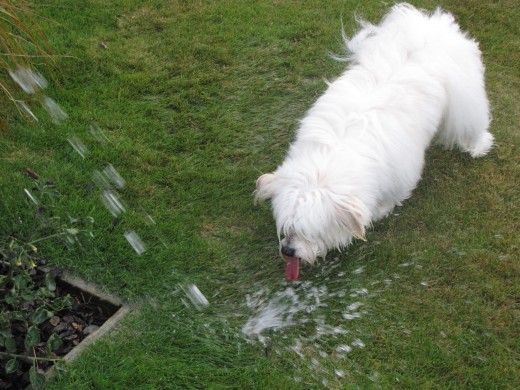 Fluffy distracted with water