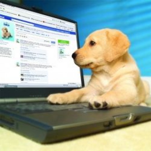 Best Dog Facebook Pages For Dog Owners hubpages