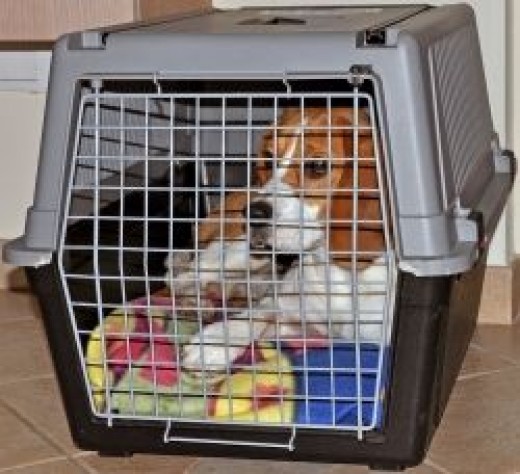 Beagle: How To Choose the Right Travel Crate | hubpages