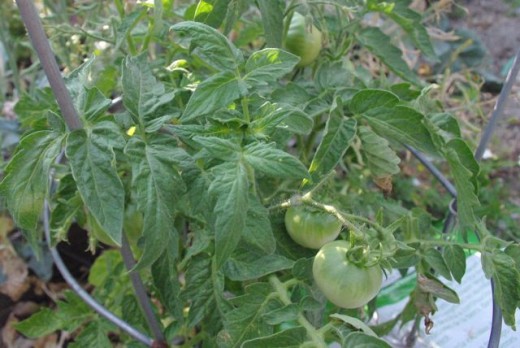 Tomato plants from the bag above, about 3-4 weeks later.