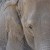 Wise Old Elephant Wise Old Elephant