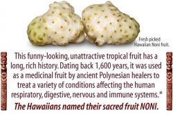 Hawaiian Noni Fruit
