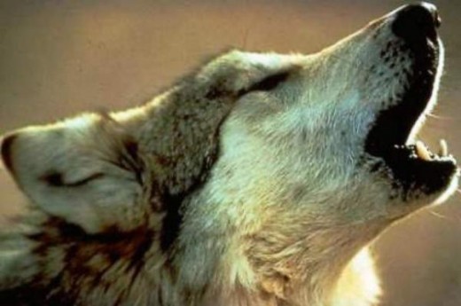 Wolves are becoming more and more common as pets in the United States.