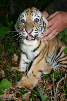 Tigers are wild animals and do not usually make good pets!