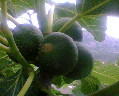 A fig tree in our garden.