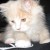 Oliver as a kitten (January, 2009).