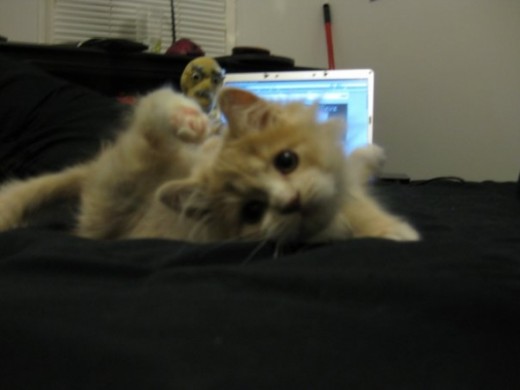Again, Oliver, as a kitten.  He looks so confused and can't seem to tell which way is up!