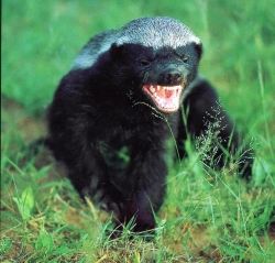 Badgers: among nature's most dangerous animals